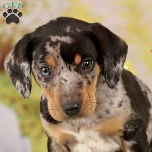 Beagle Mix Puppies For Sale | Greenfield Puppies